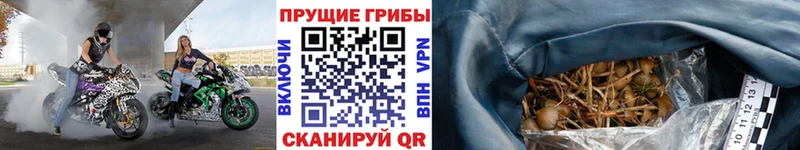 OMG как зайти  закладки  Строитель  Псилоцибиновые грибы Magic Shrooms 